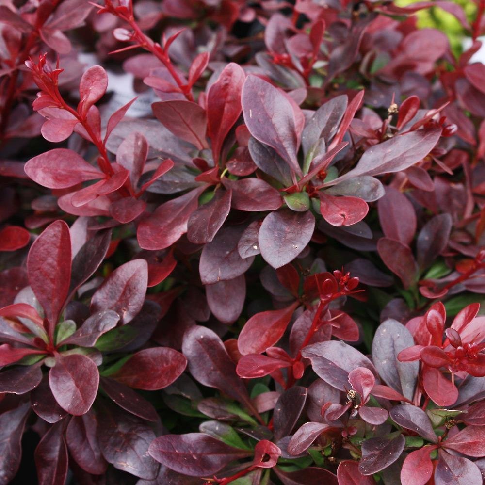 Барбарис Тунберга Atropurpurea