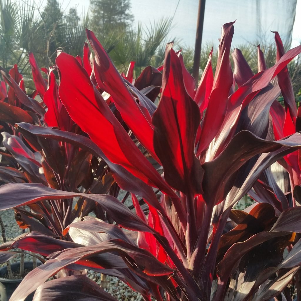 Cordyline fruticosa