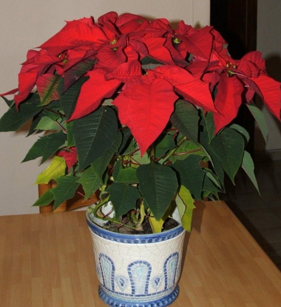 Пуансеттия Euphorbia pulcherrima