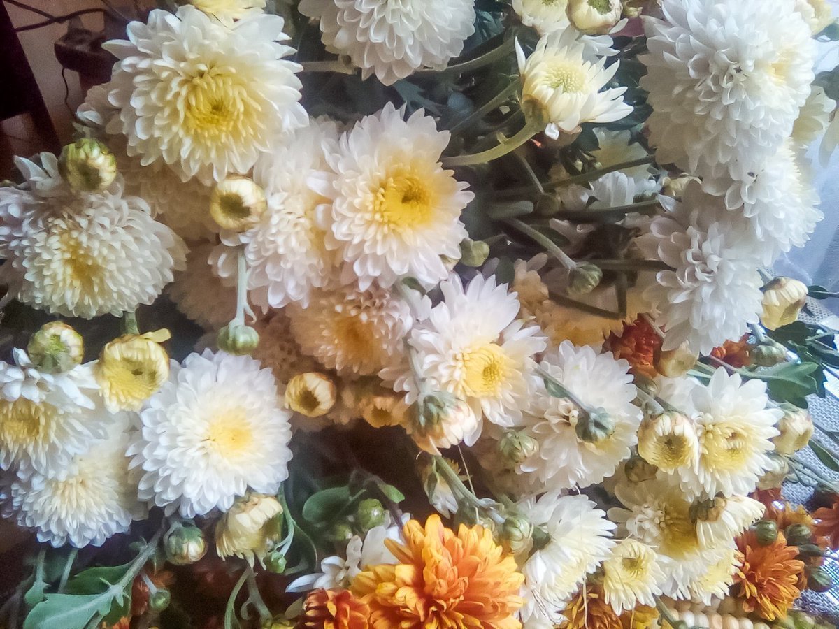 Хризантема кукуруза