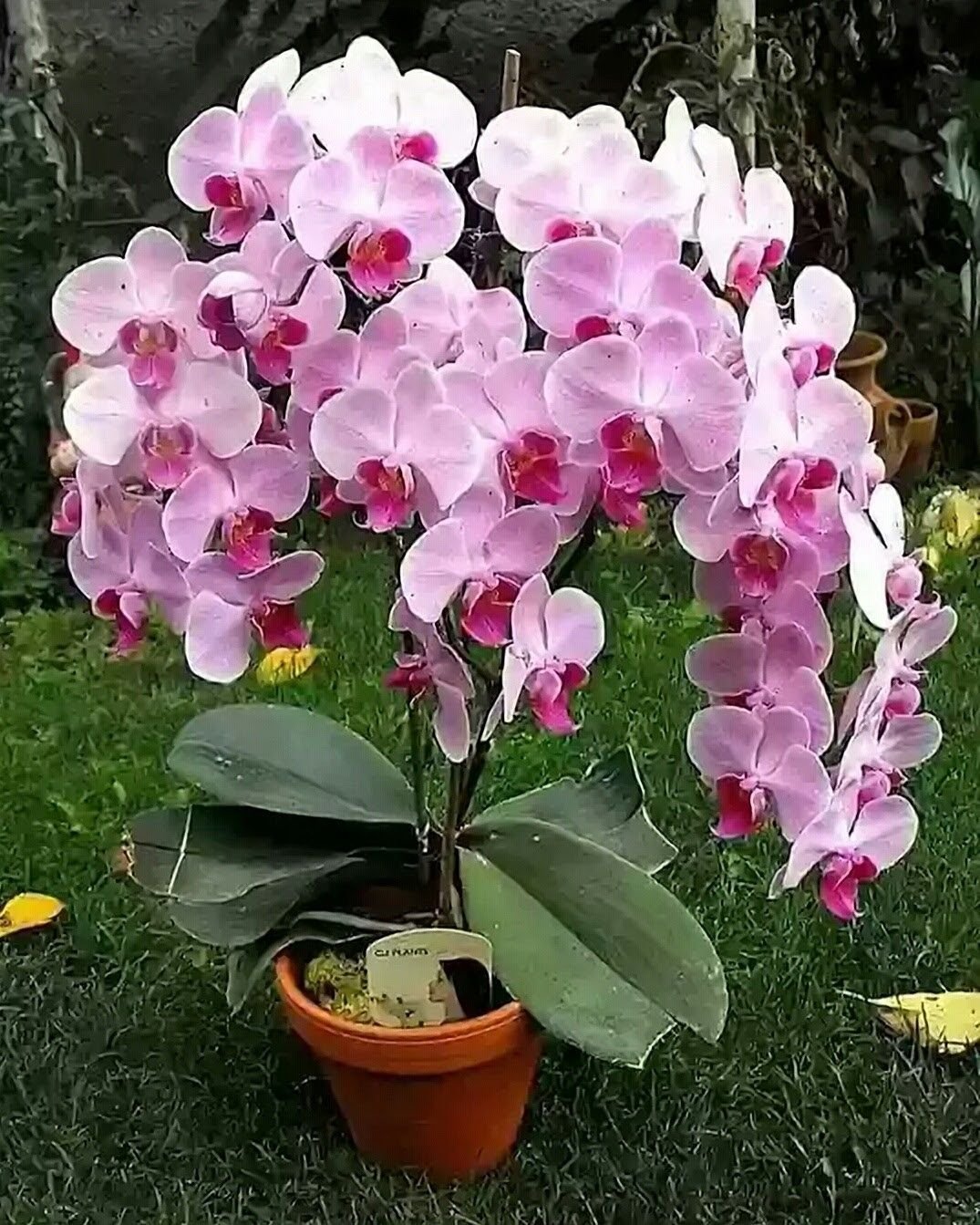 Домашние Цветы Название И Фото Орхидея