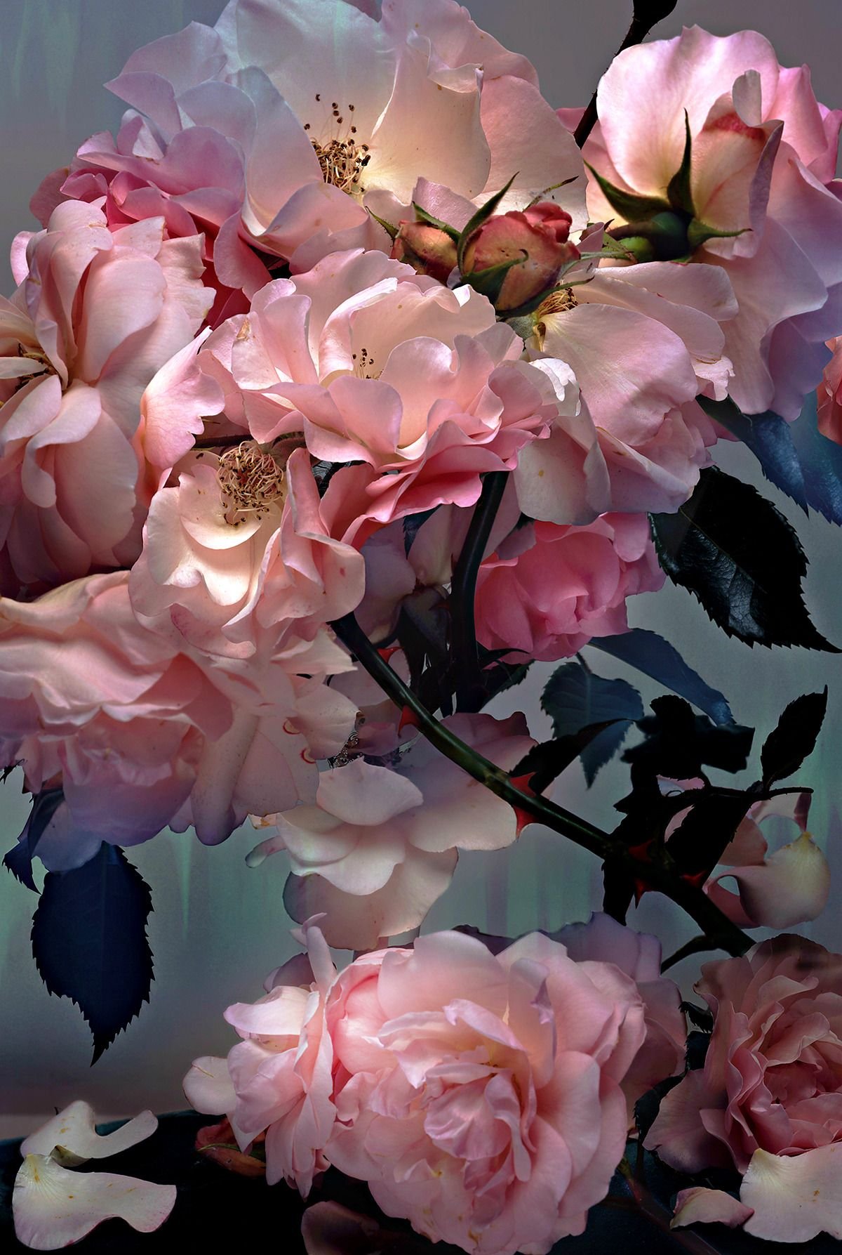 Nick Knight роза
