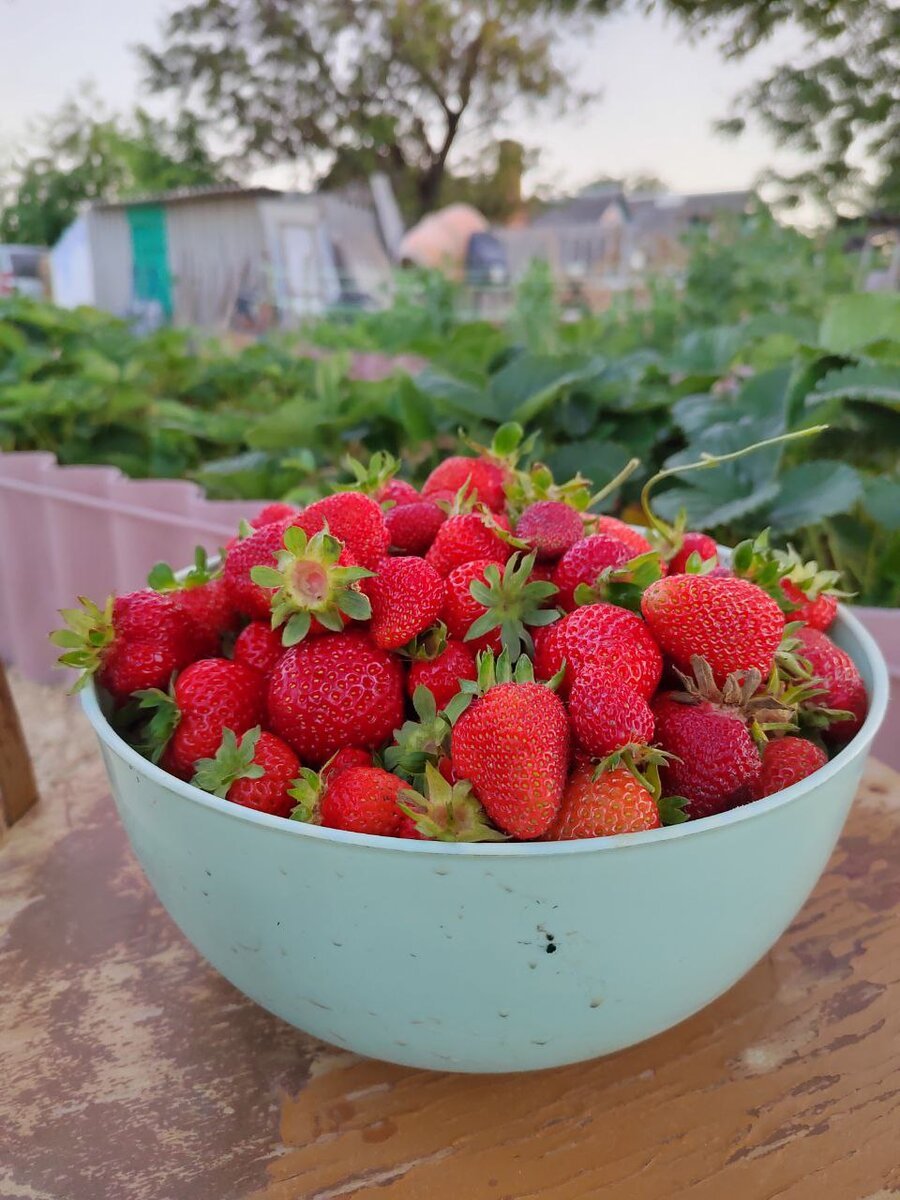 Кубанская клубника