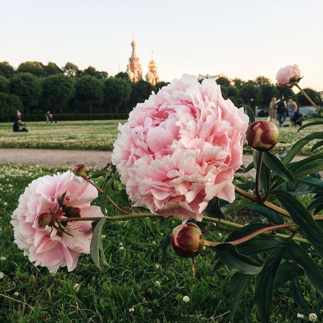 Пион Жизель