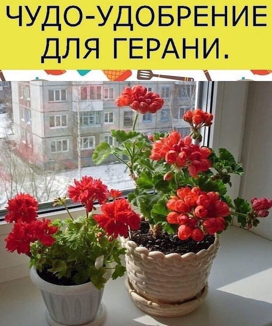 Цветы на подоконнике