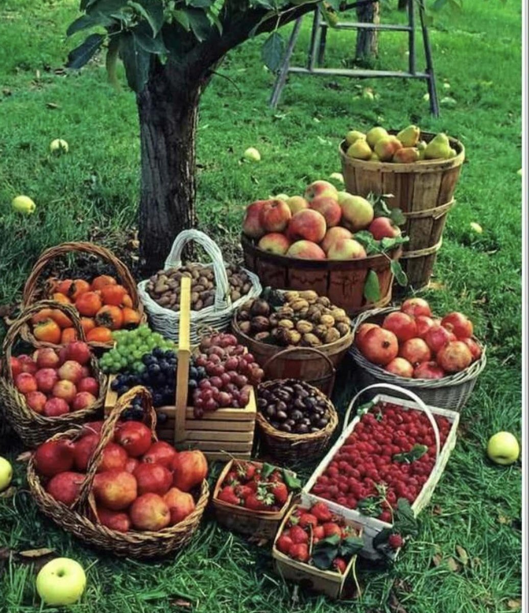 Самые красивые фруктовые деревья для сада