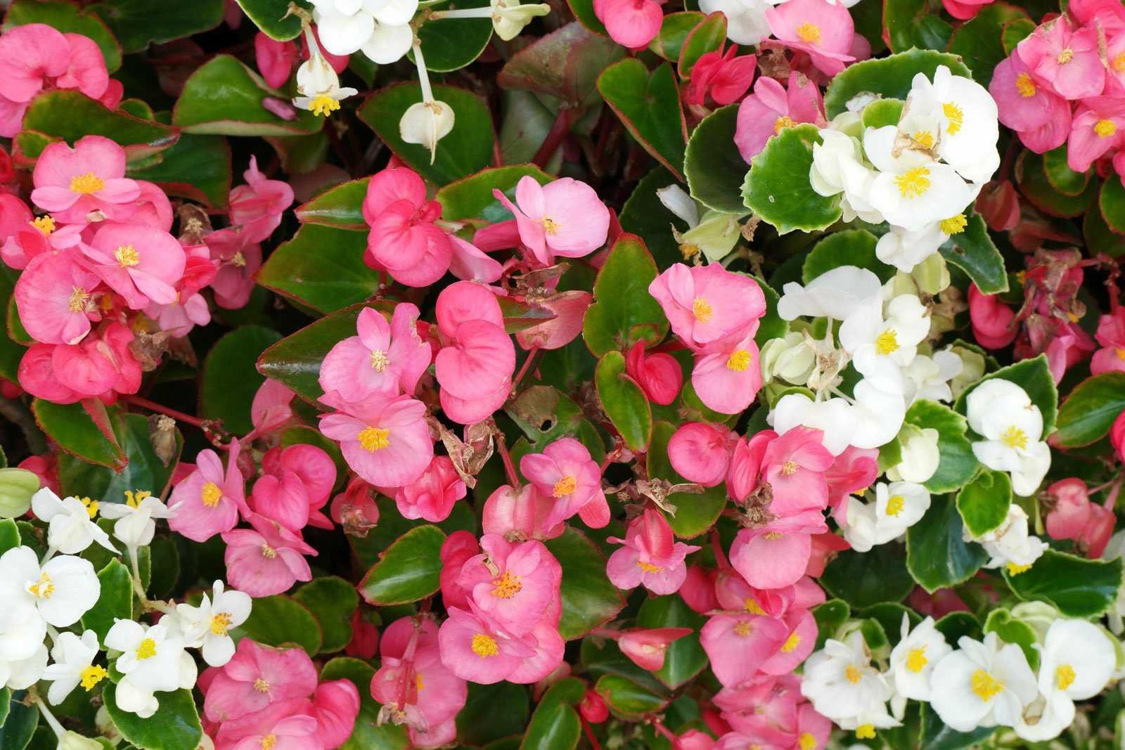 Begonia × semperflorens cv.