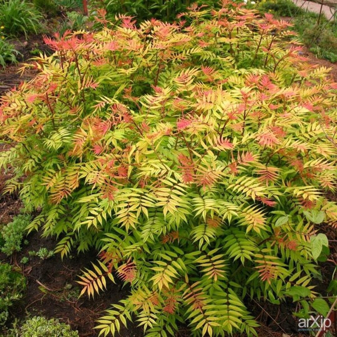Рябинник рябинолистный Sorbaria sorbifolia “sem”