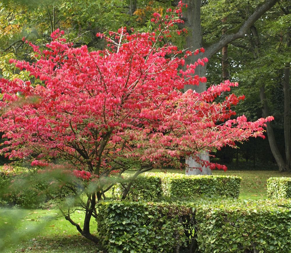 Бересклет Европейский (Euonymus europaeus)