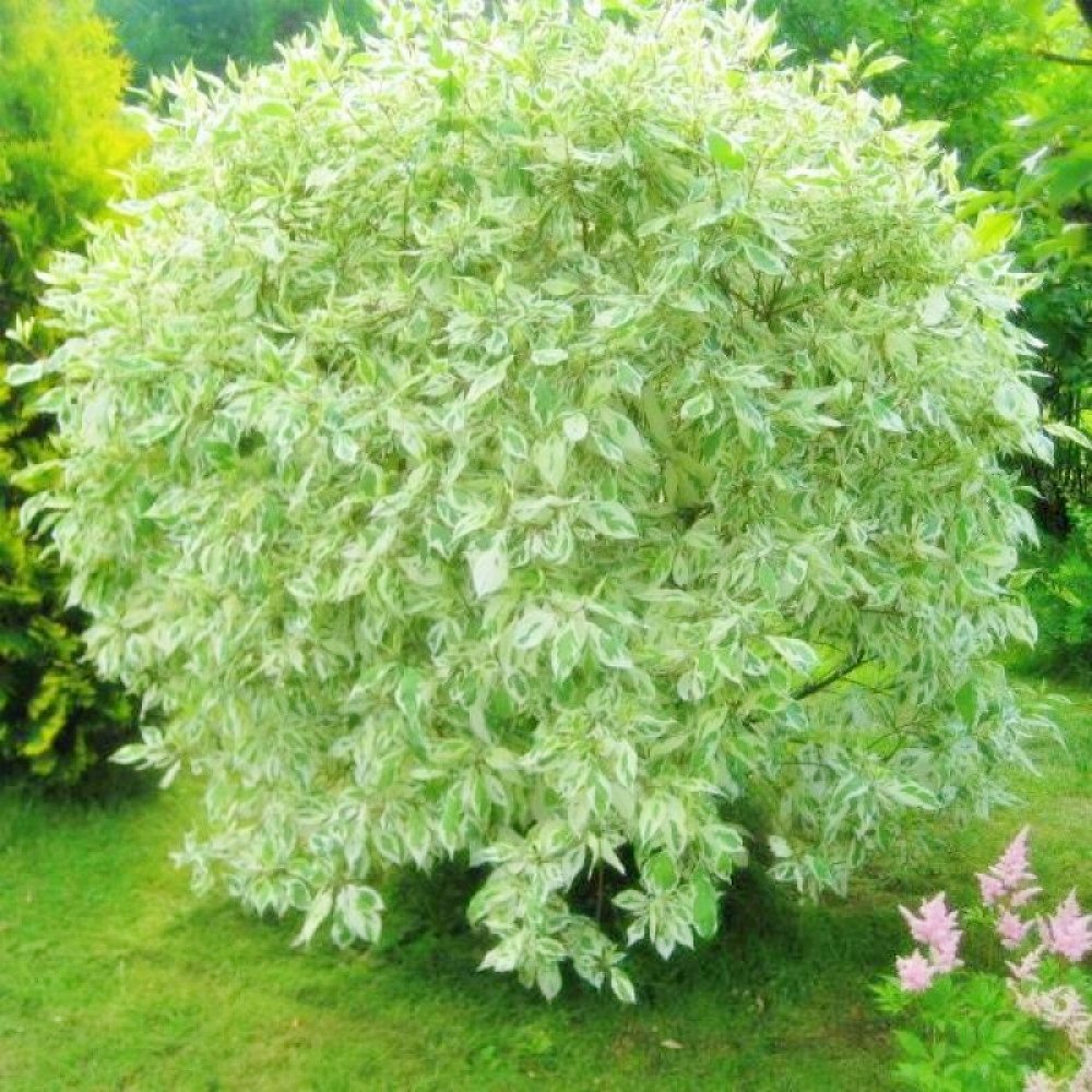 Корнус Альба Элегантиссима
