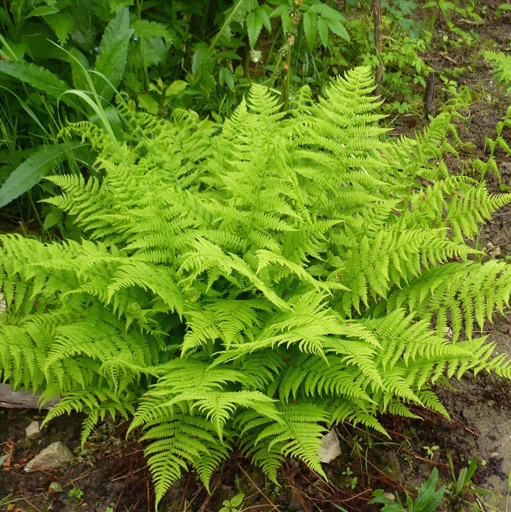 Папоротник Athyrium filix-Femina