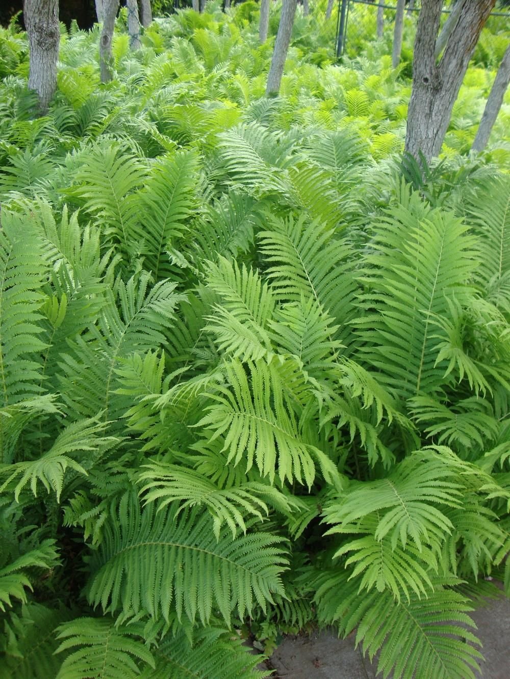 Страусник cornutum