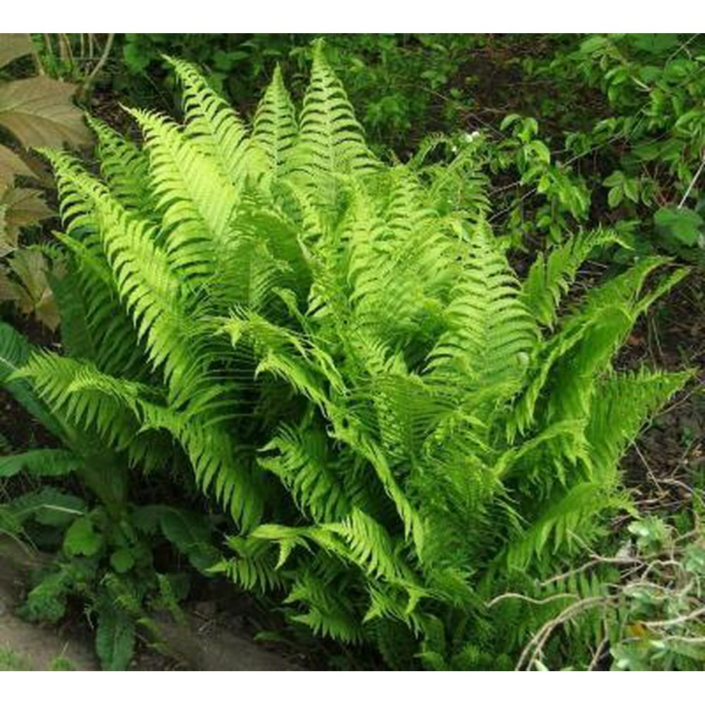 Matteuccia struthiopteris (Shuttlecock Fern)