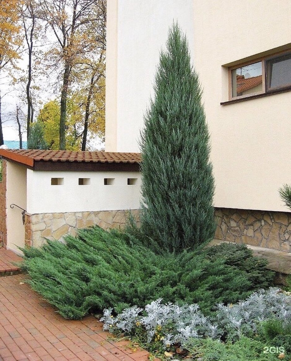 Можжевельник казацкий скальный