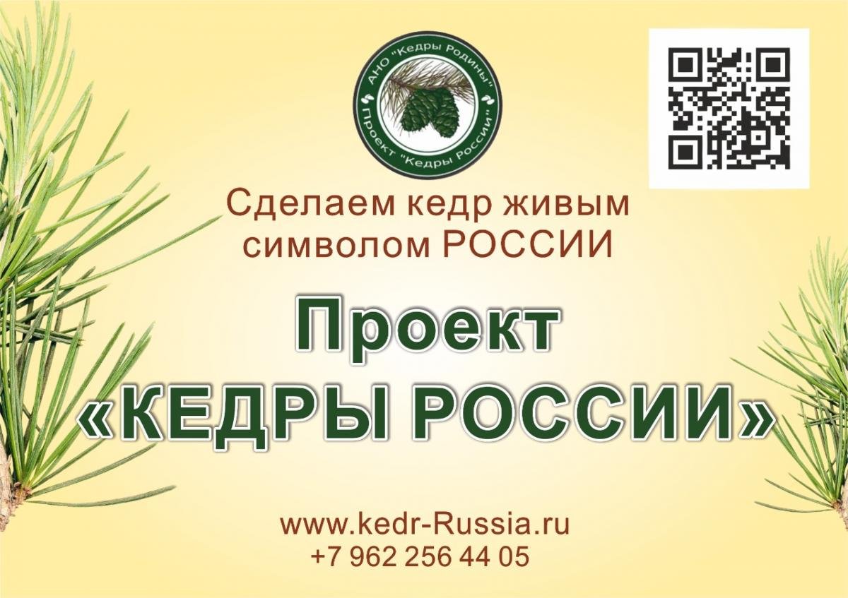 Кедры России