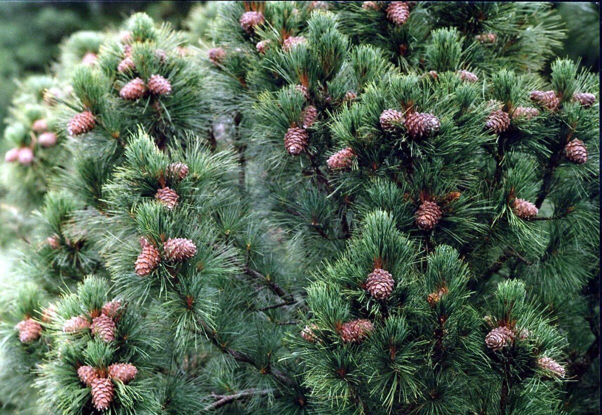 Pinus Cembra