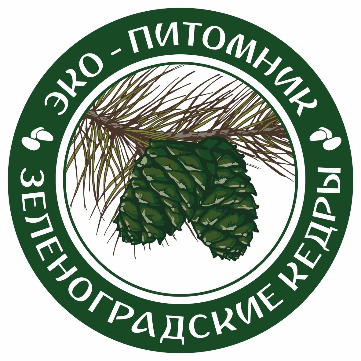 Эмблема кедр