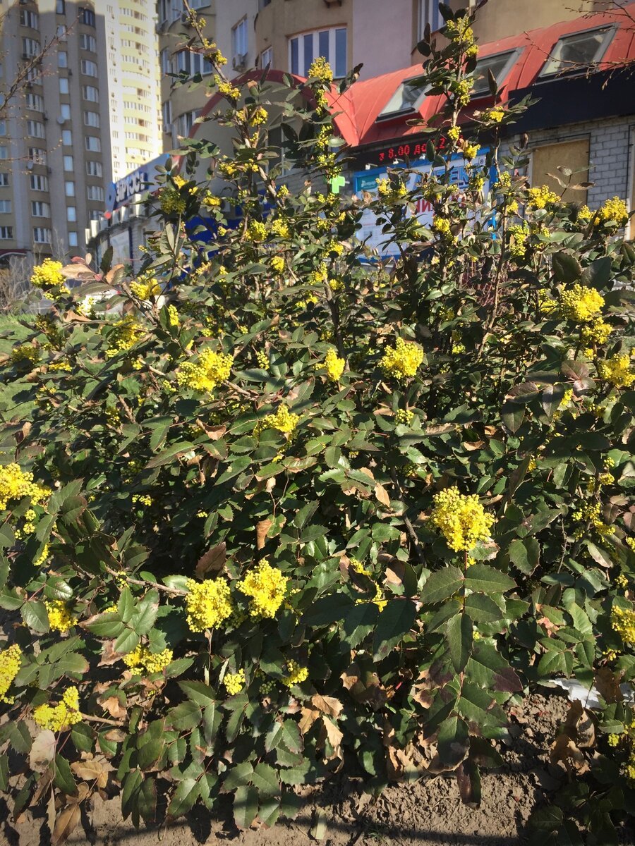 Магония Живая изгородь