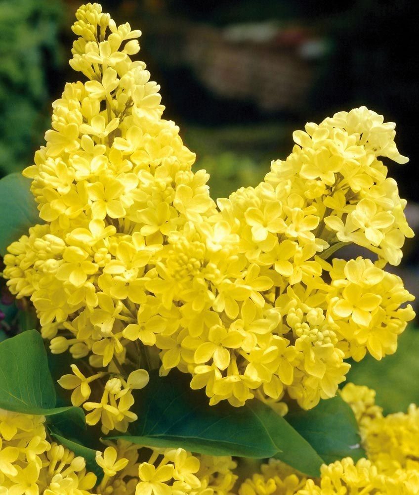 Сирень обыкновенная Primrose