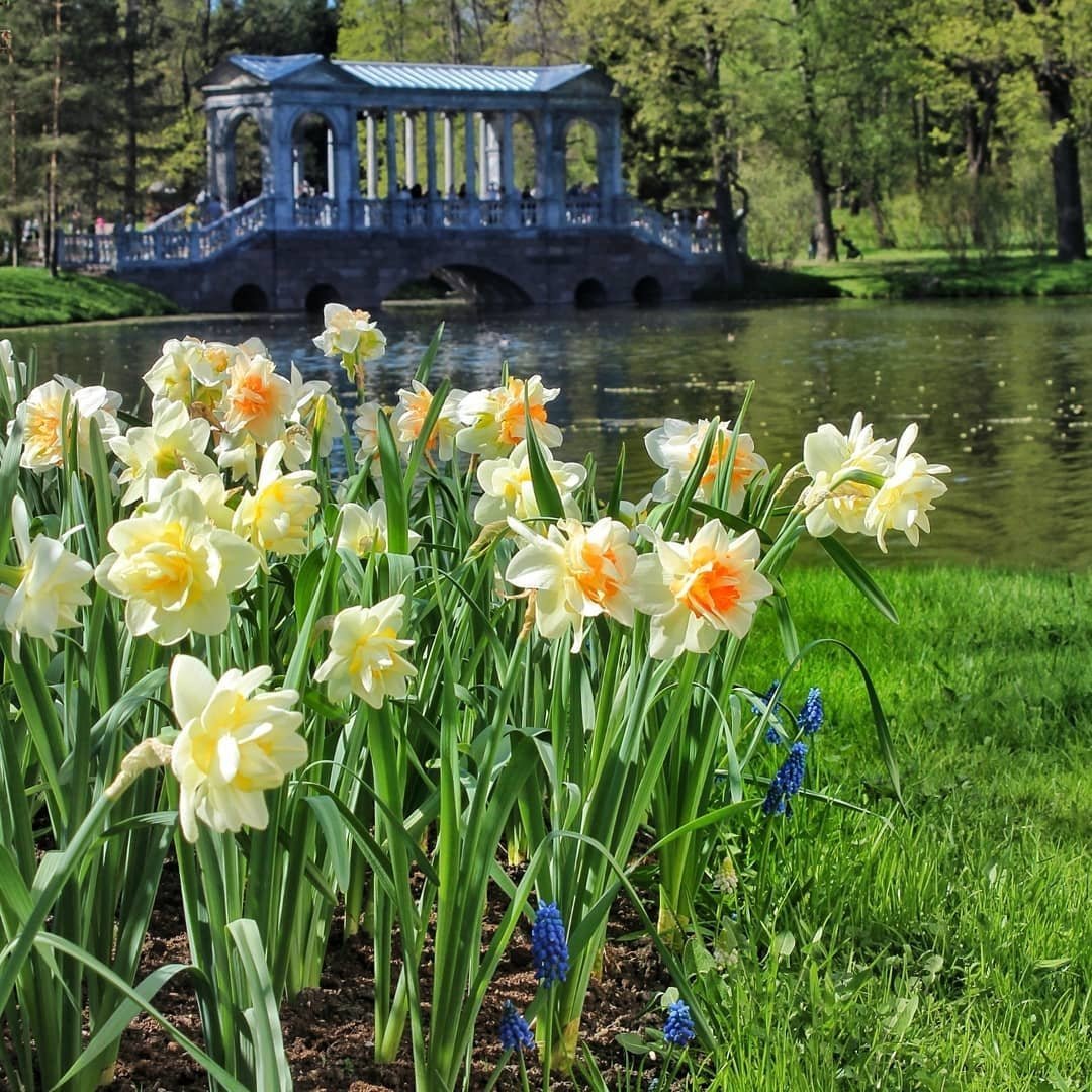 Петергоф Царское село весной