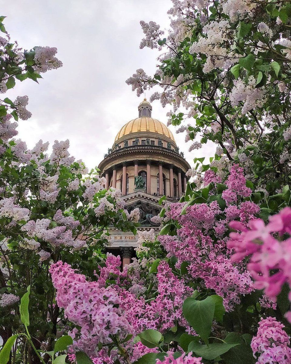 Исаакиевский собор сирень
