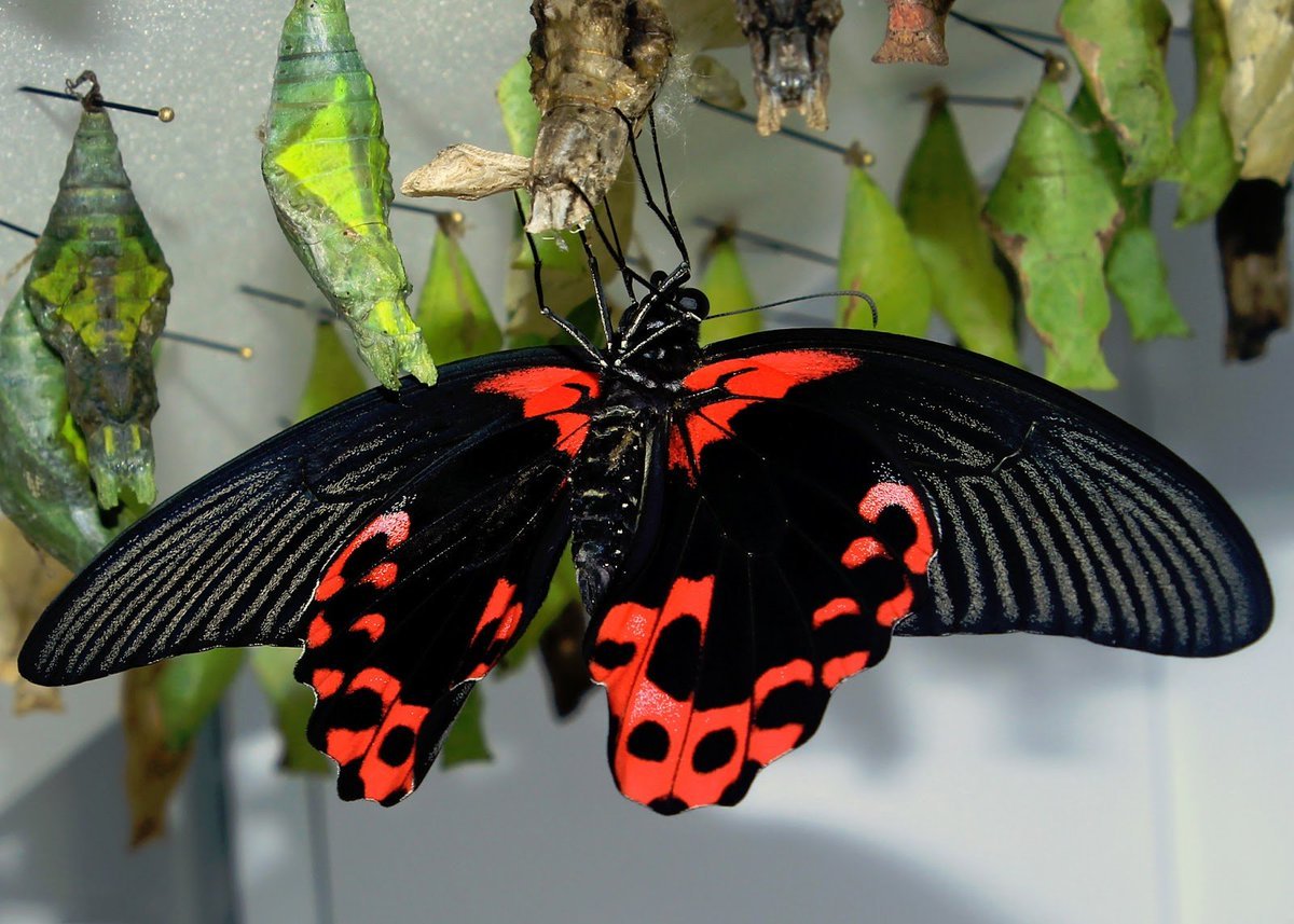 Парусник Румянцева (Papilio Rumanzovia)