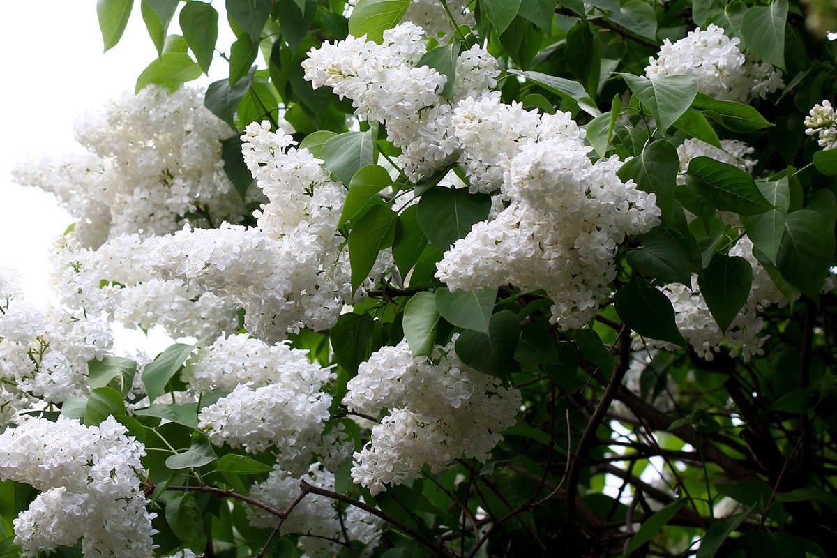 Сирень Садовая белая