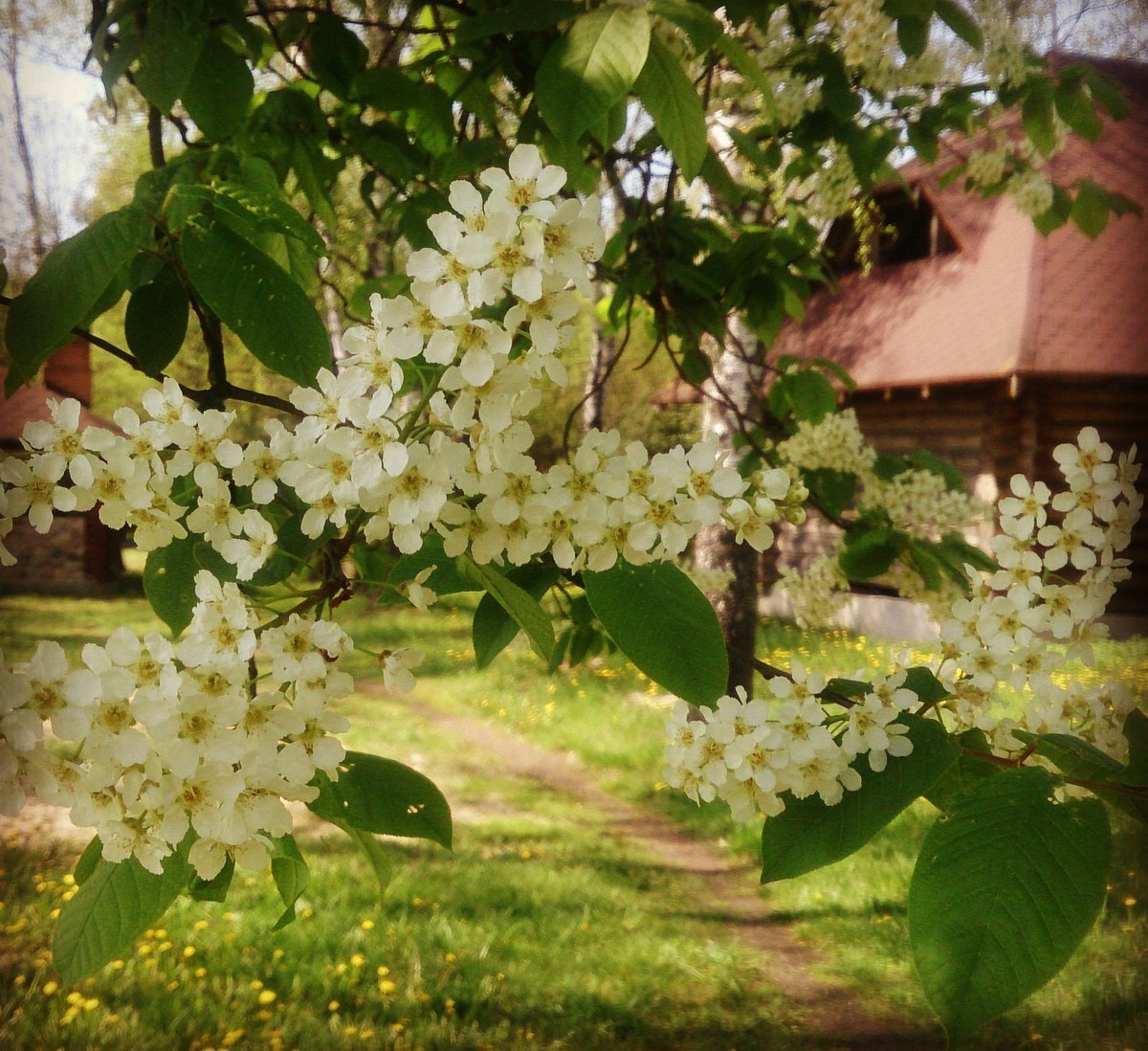 Цветущая черемуха