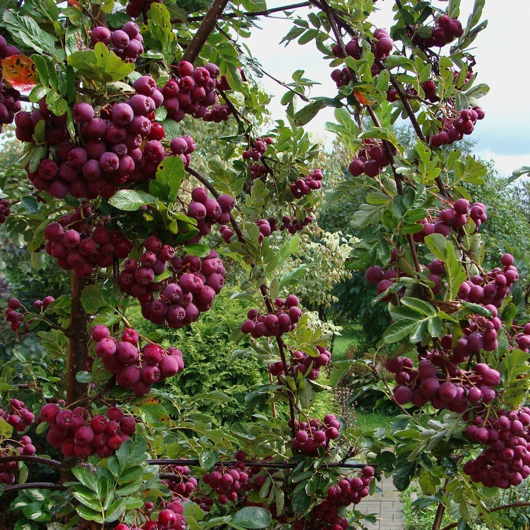 Рябина десертная Мичурина