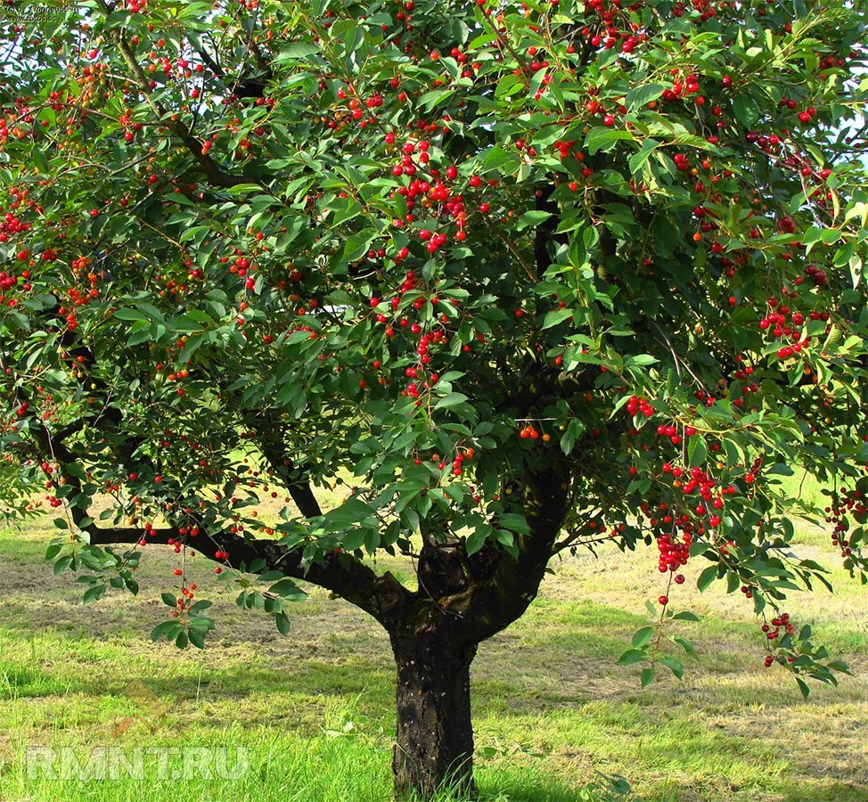 Вишня Шакировская