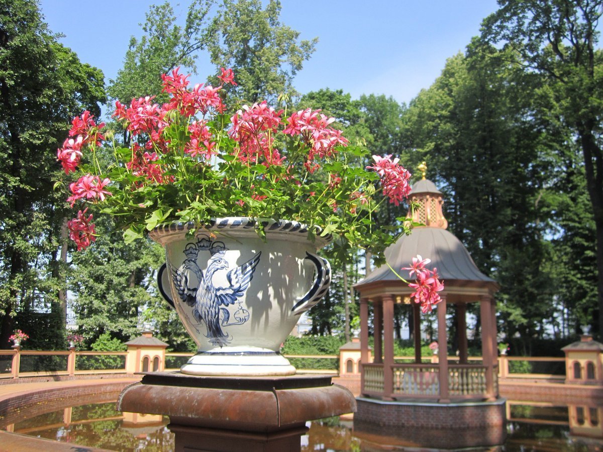 Розы в летнем саду Петербурга