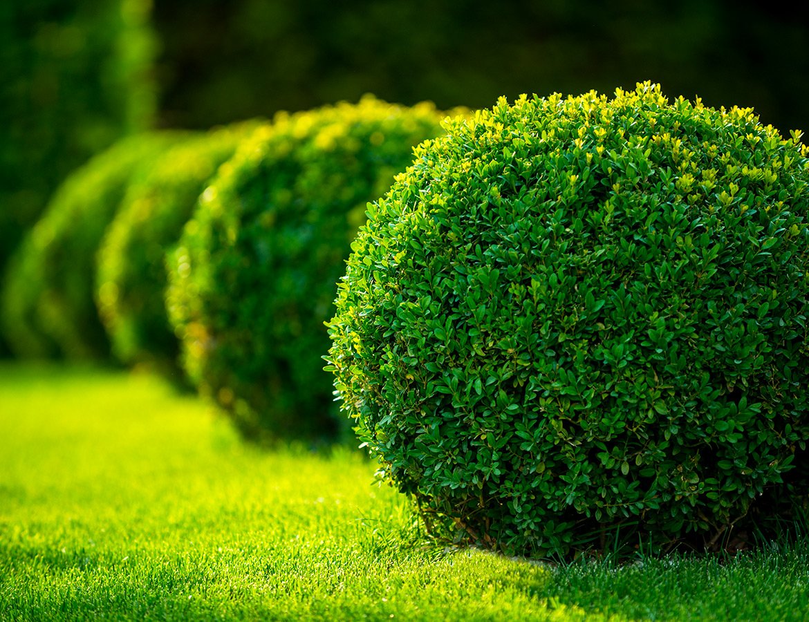 Самшит вечнозеленый Buxus sempervirens