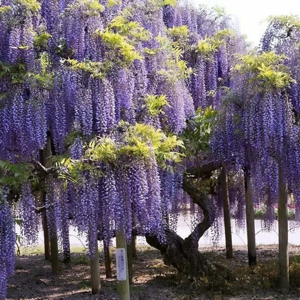 Экзотические лианы для сада
