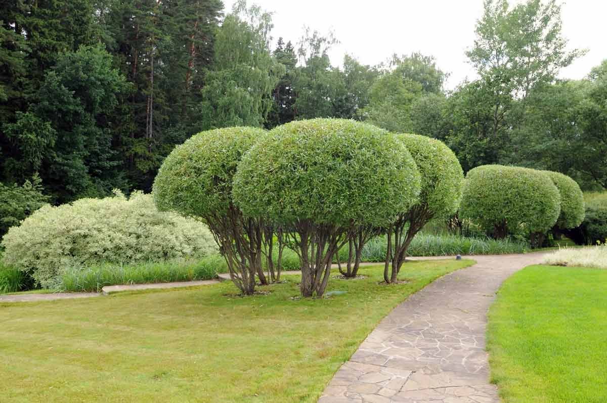 Ива ломкая bullata