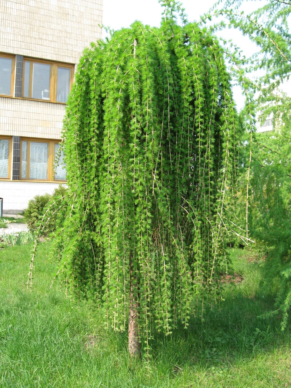 Лиственница европейская Пендула