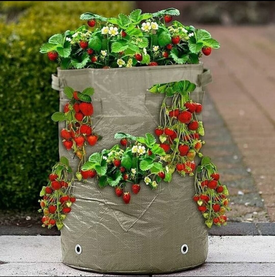 Вертикальная клумба для клубники