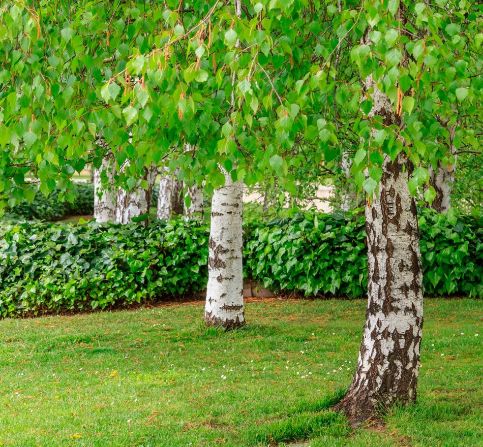 Береза Максимовича Betula maximowicziana