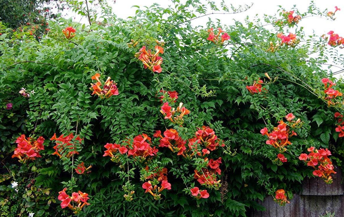 Campsis radicans (кампсис)