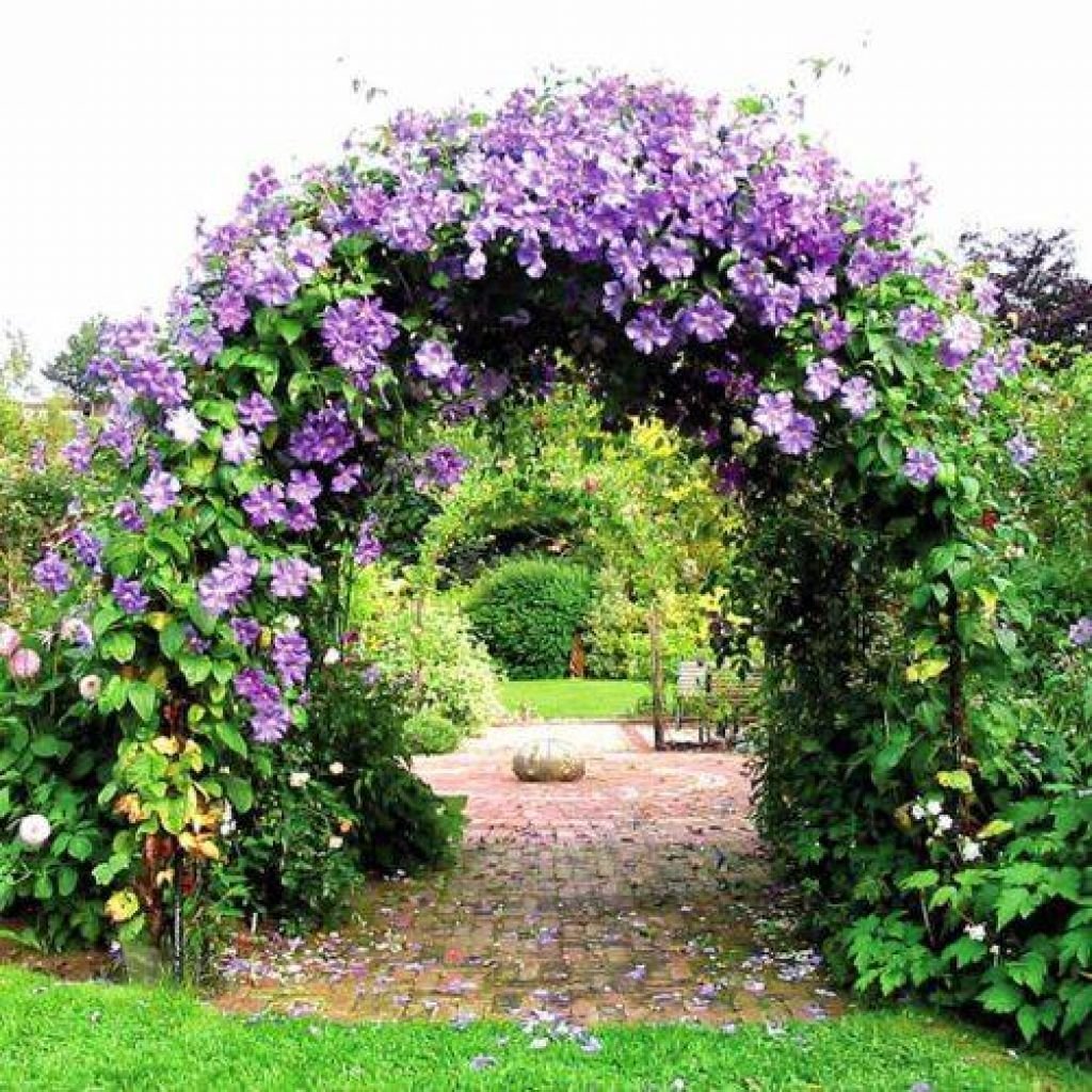 Самые красивые лианы для сада