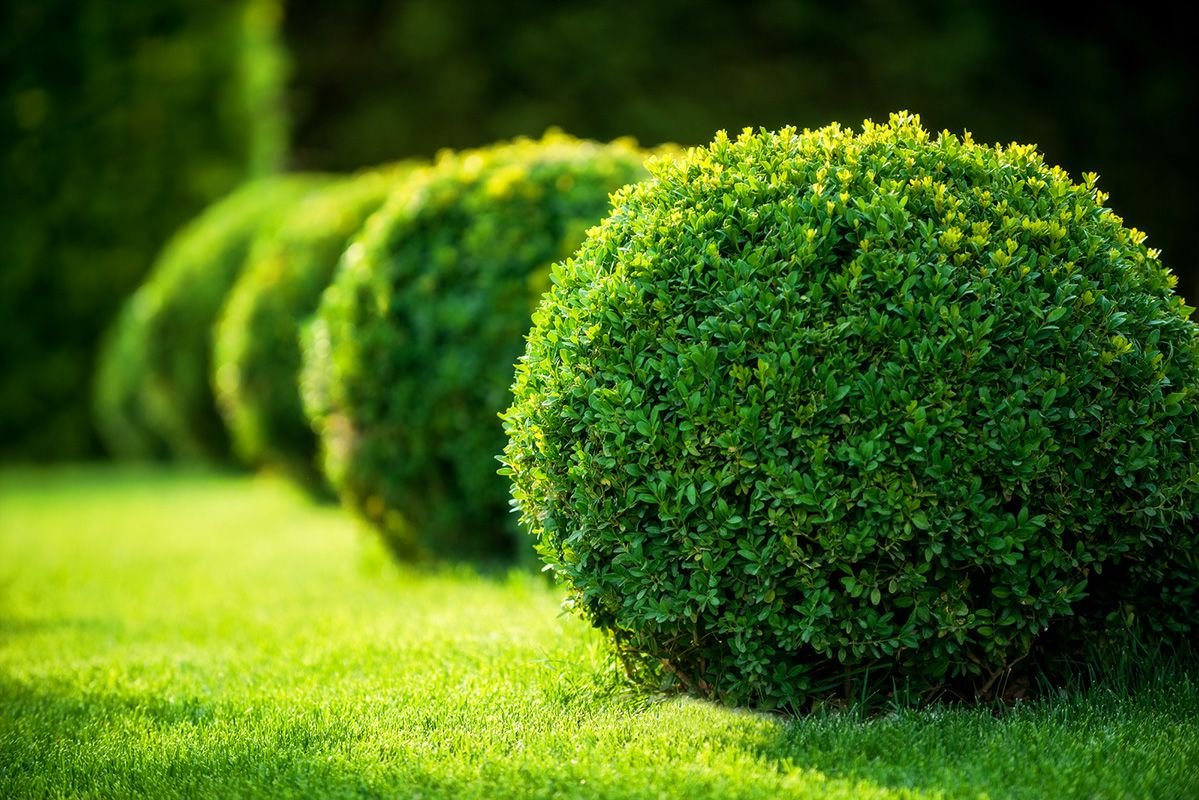 Самшит вечнозеленый Buxus sempervirens