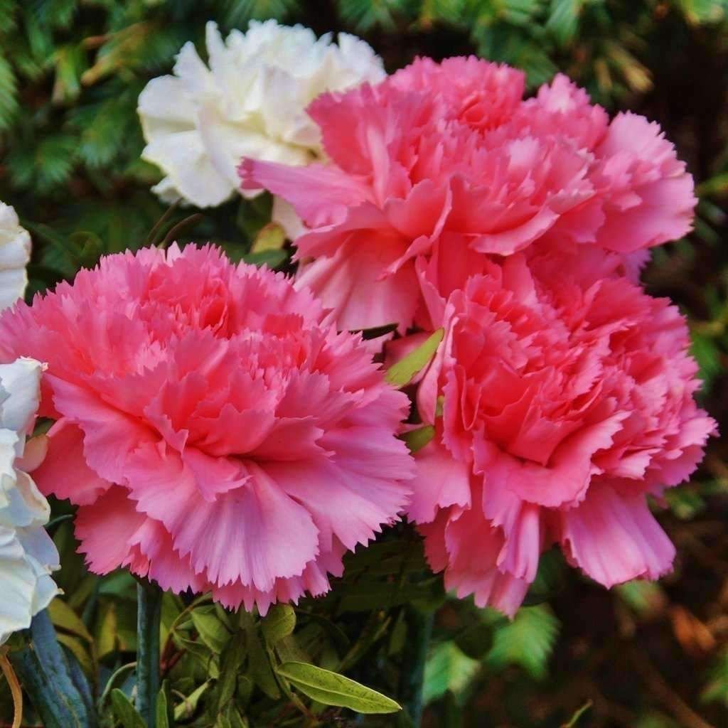 Садовая гвоздика (Dianthus caryophyllus)