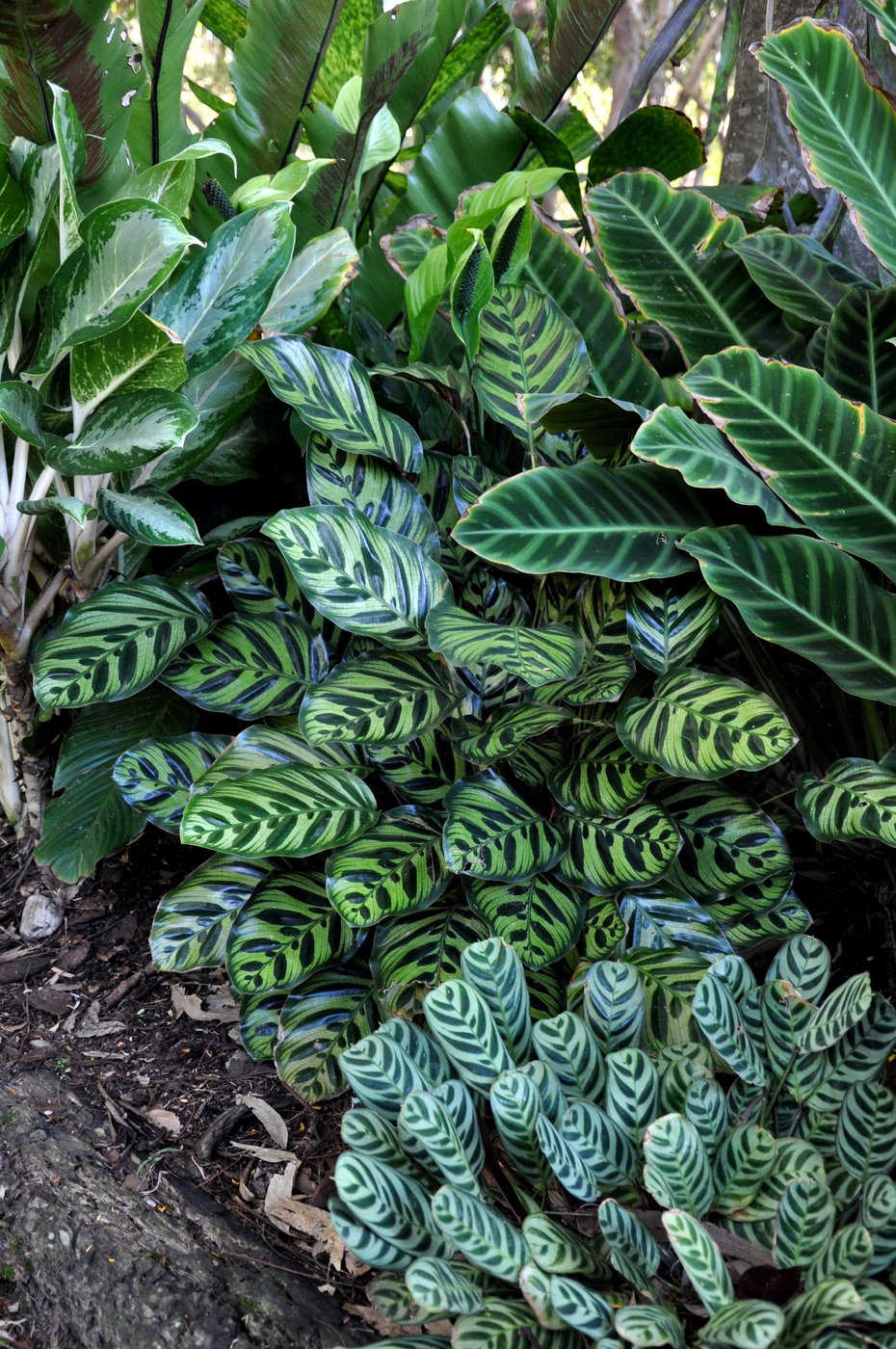 Calathea makoyana