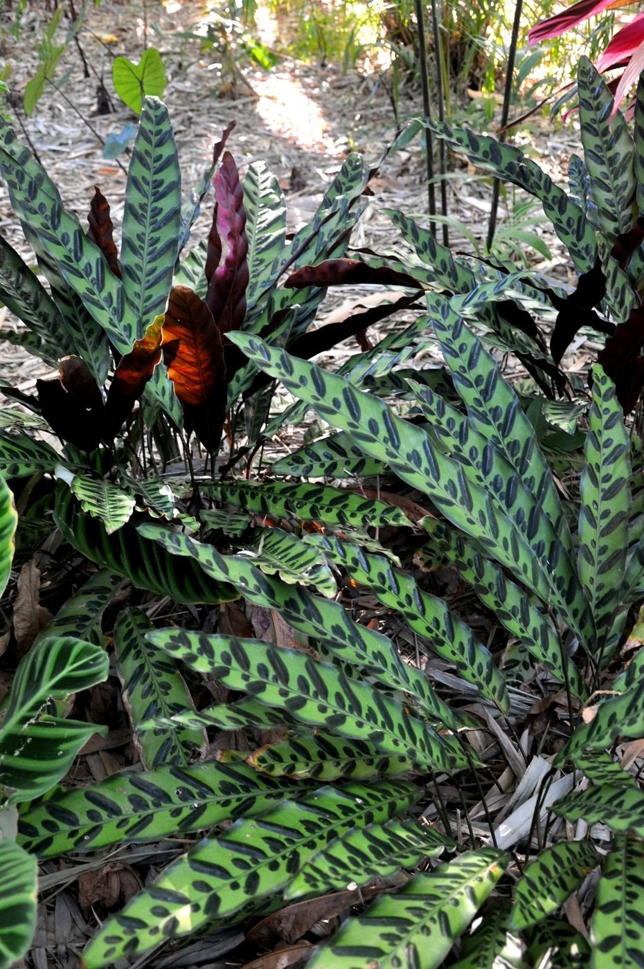Калатея lancifolia