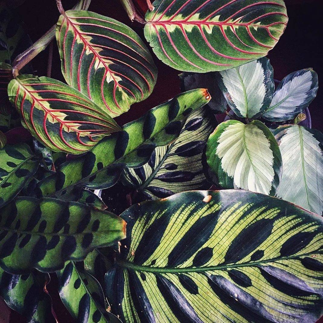 Калатея chimboracensis