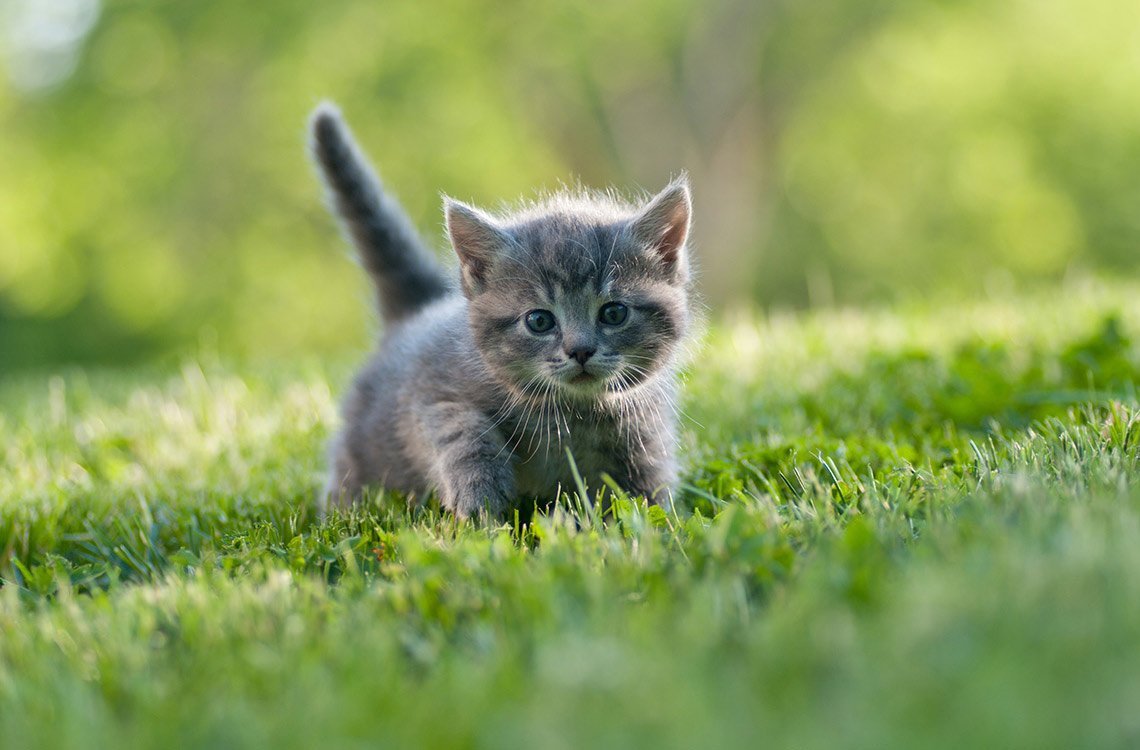Маленький котенок