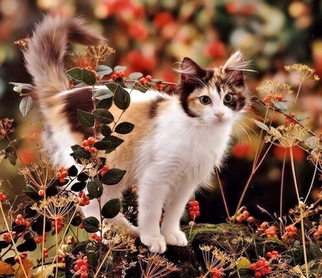 Кот осень