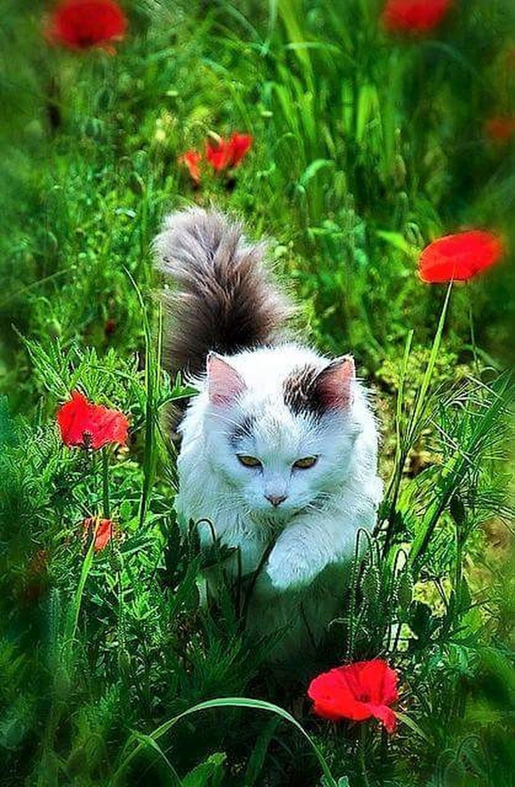 Котики на природе летом