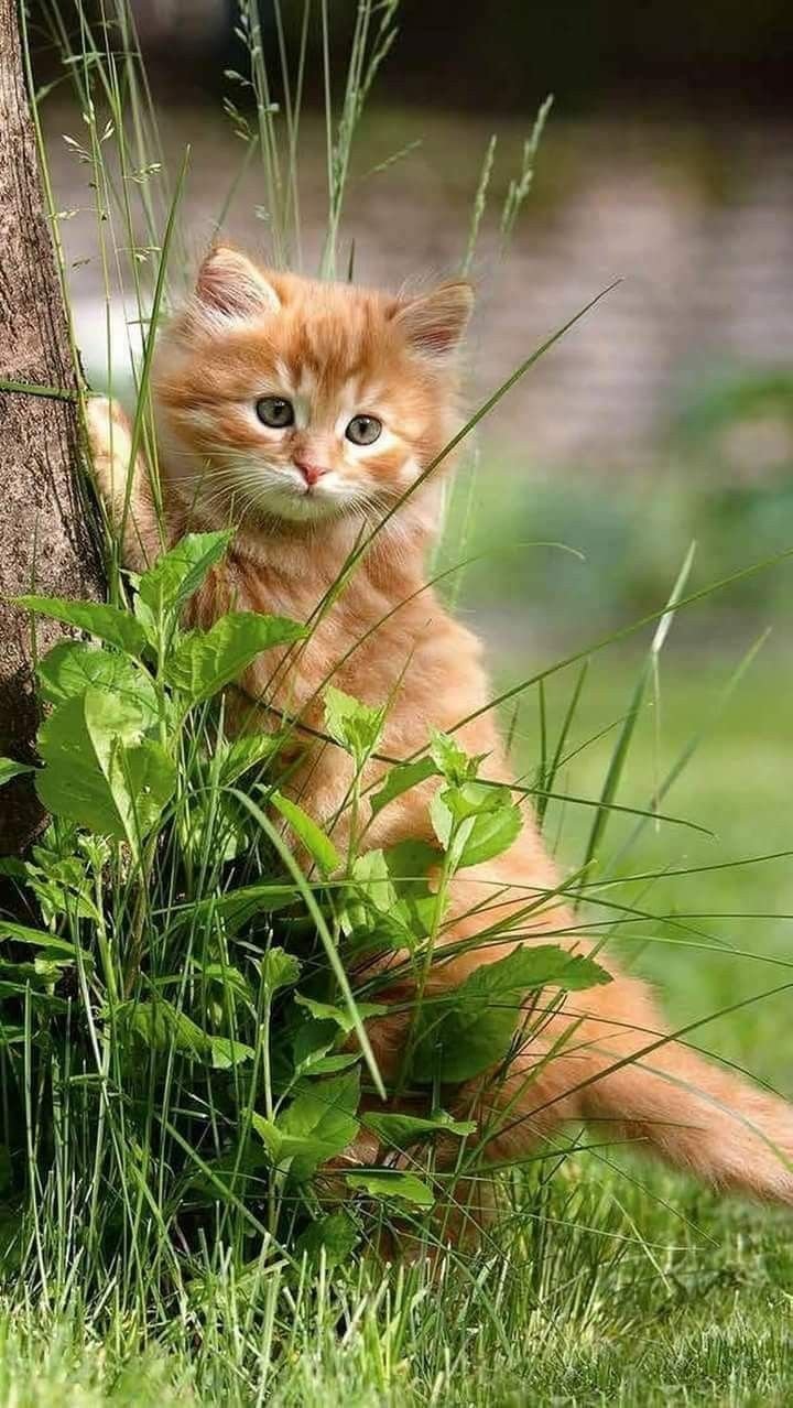 Рыжий котёнок