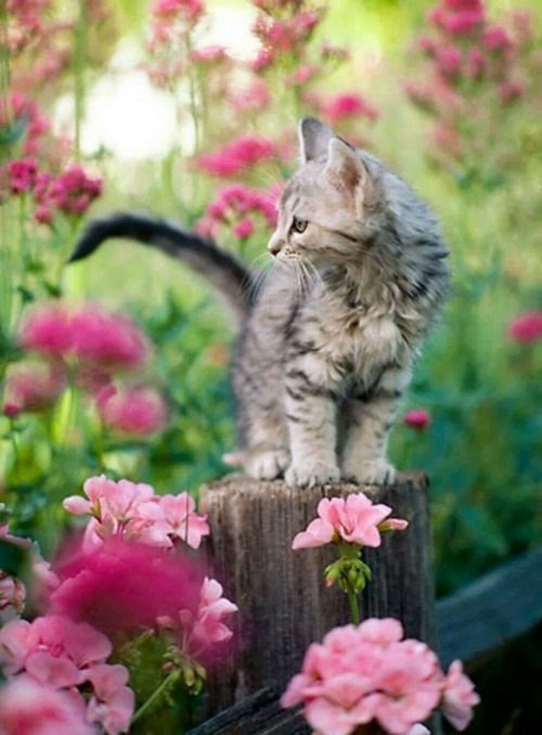 Коты в цветах