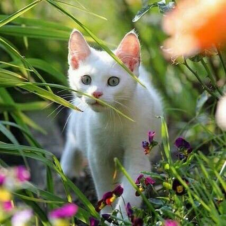 Котик на природе